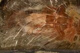 Polished Petrified Wood (Oak) Slab - Swartz Canyon, Oregon #334972-1